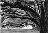 oakalley
